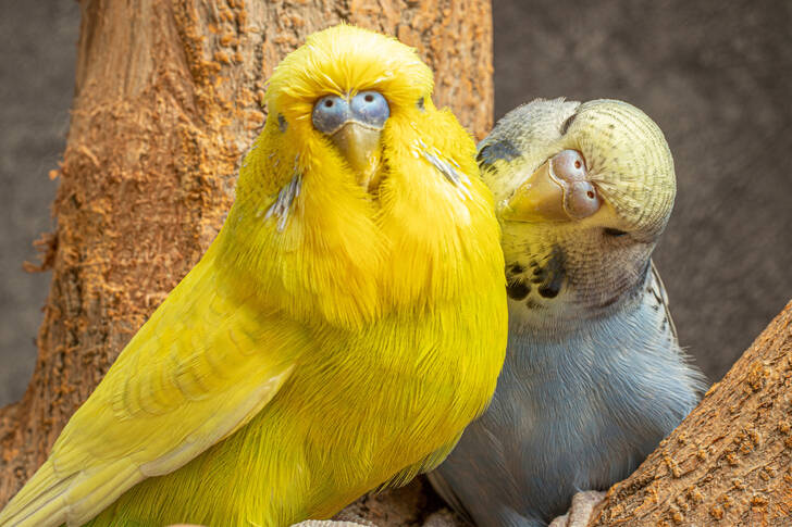 Burung beo kuning dan biru