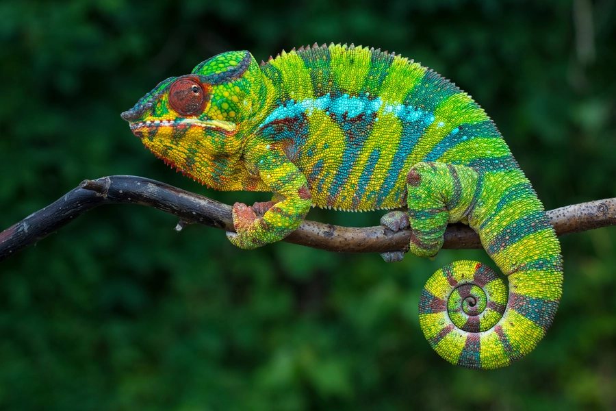 Kameleon pantera
