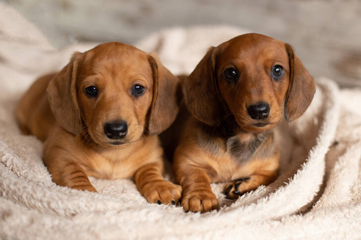 Dachshund puppies on a blanket