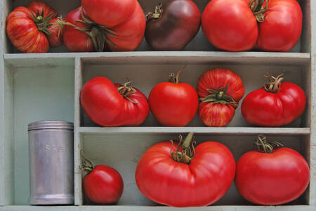 Big pink tomatoes