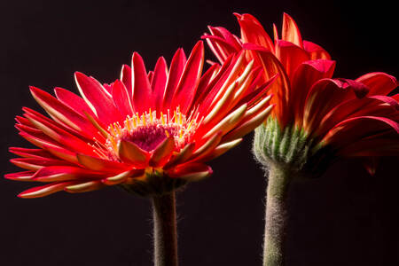 Gerbera merah di latar belakang hitam
