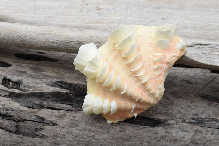 Corrugated clam shell