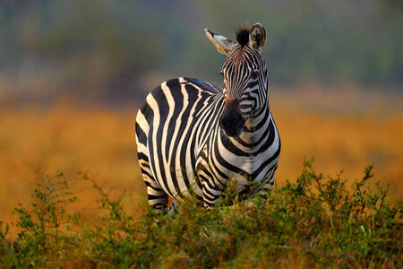 Savanska zebra