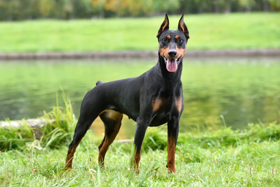 Dobermanni joen rannalla
