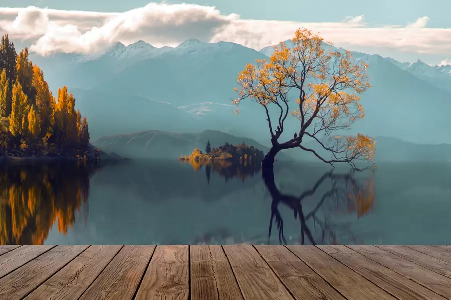 Arbre solitaire du lac Wanaka