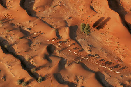 Luftfoto af træer i ørkenen