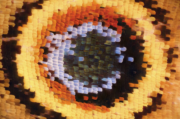 Šupiny na motýlích křídlech