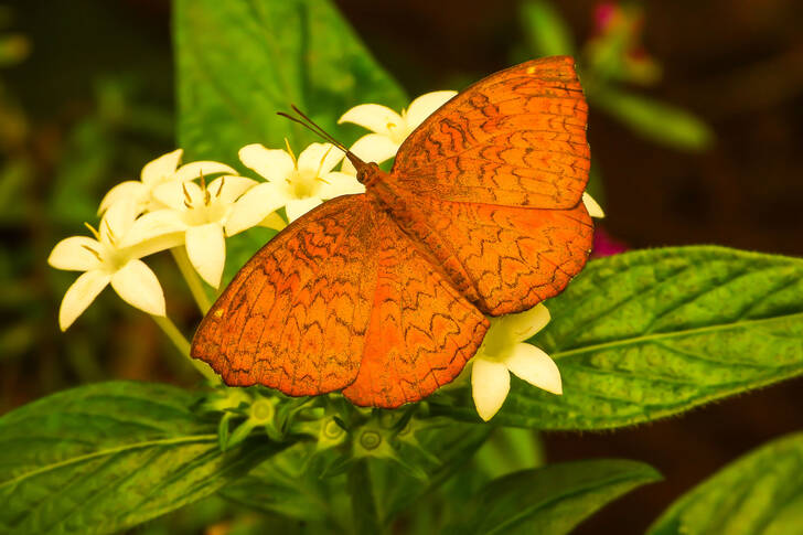 Klar orange sommerfugl