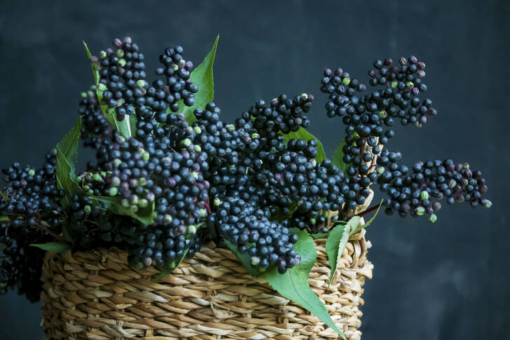 A Basket of Elderberries