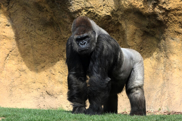 Male gorilla