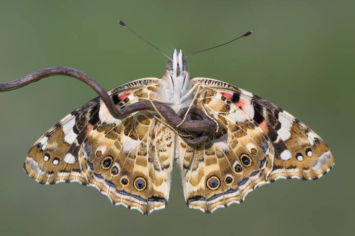 Painted Lady butterfly on a branch