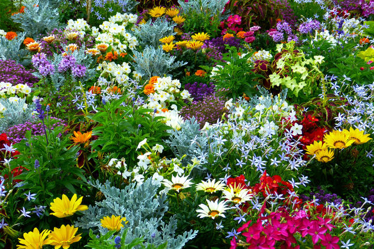 Giardino con fiori diversi