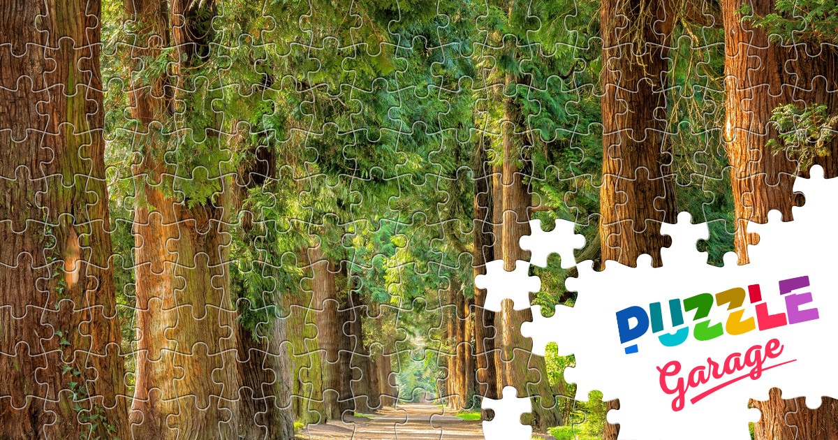 Road in the park Jigsaw Puzzle (Plants, Trees) | Puzzle Garage