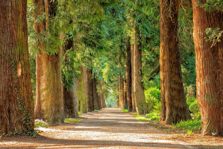 Route dans le parc