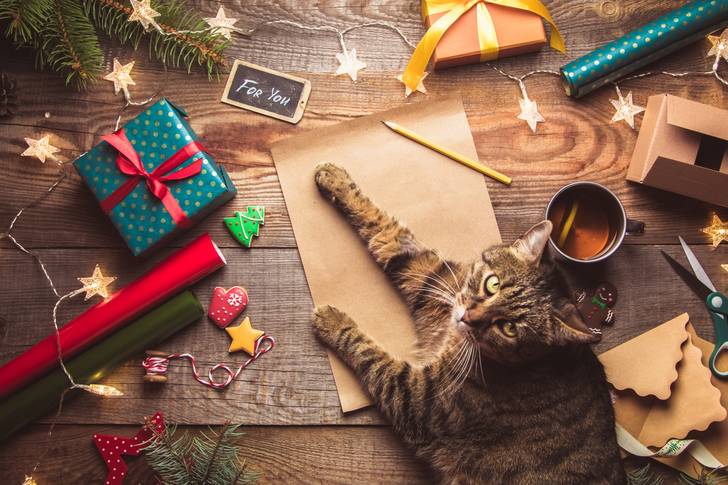 Mačka vo vianočných darčekoch