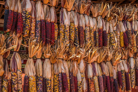 Dried Colored Corn