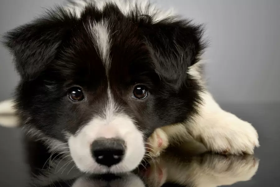Border collie pup
