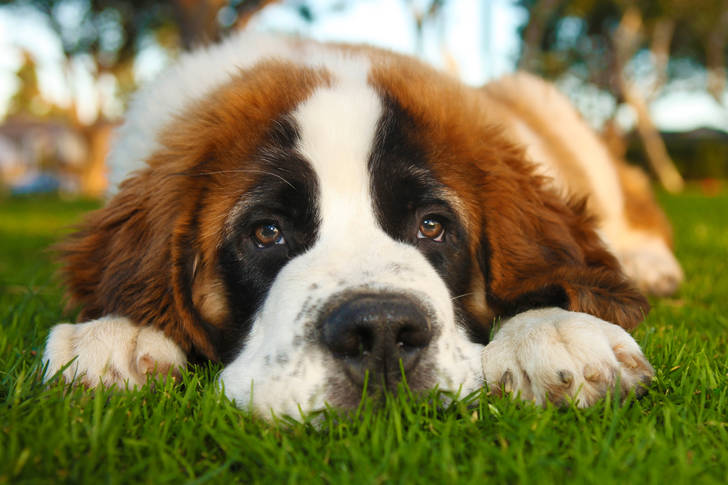 Saint bernard