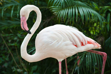 Pembe flamingo