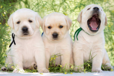 Trois chiots