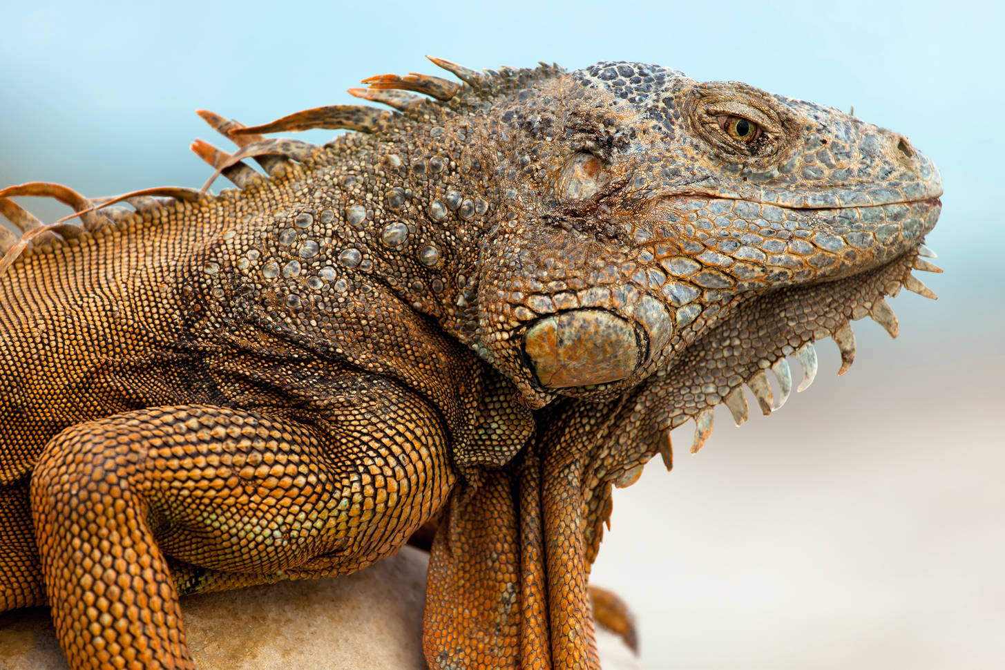 Iguana Jigsaw Puzzle (Animals, Reptiles) | Puzzle Garage