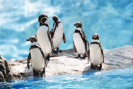 Пингвини на лед