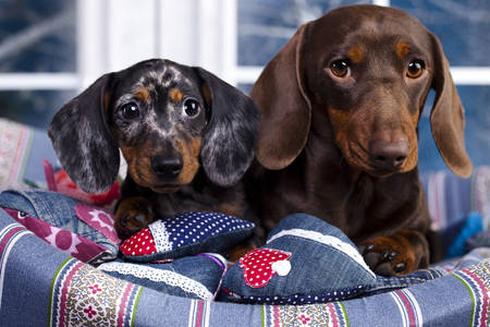 Dachshunds in a sunbed