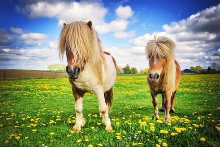 Shetland ponies in the meadow