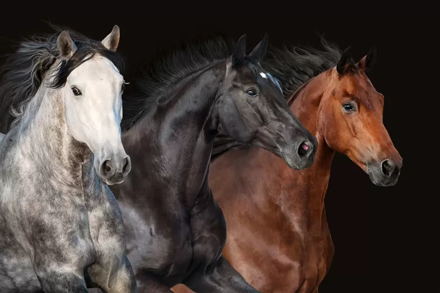Caballos sobre un fondo oscuro