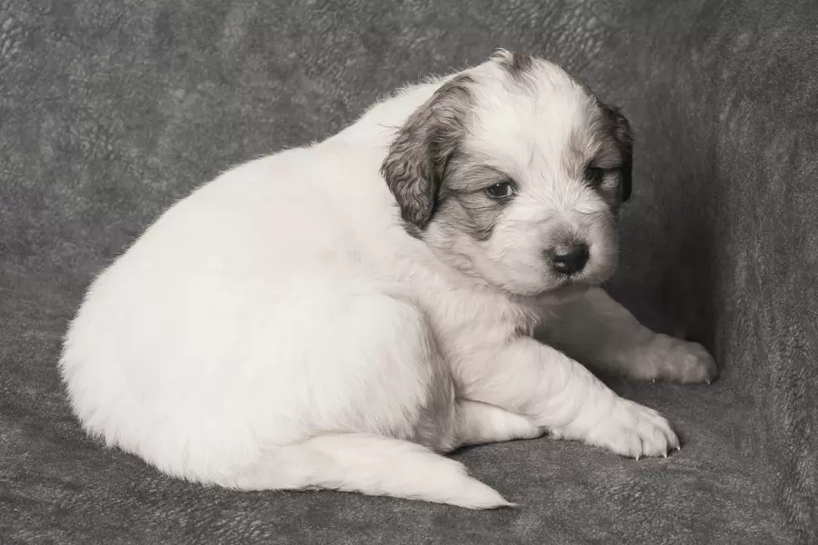 Cachorro tornjak
