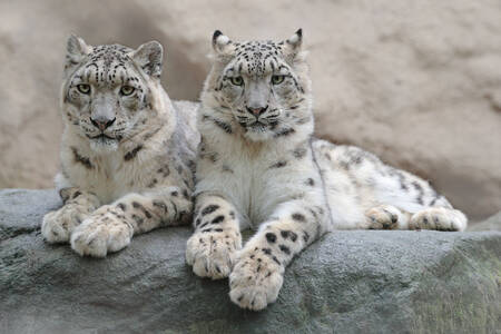 Leopardos de las nieves