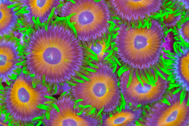 Sea anemone corals
