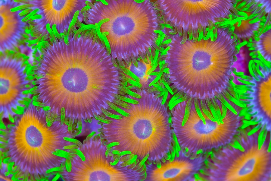 Koralji morske anemone