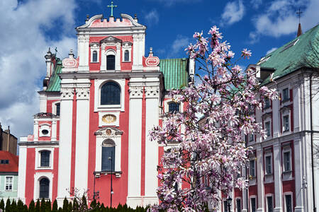 Magnolia przed kościołem w Poznaniu