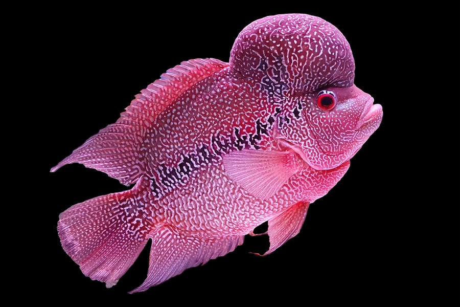 Poisson Flowerhorn