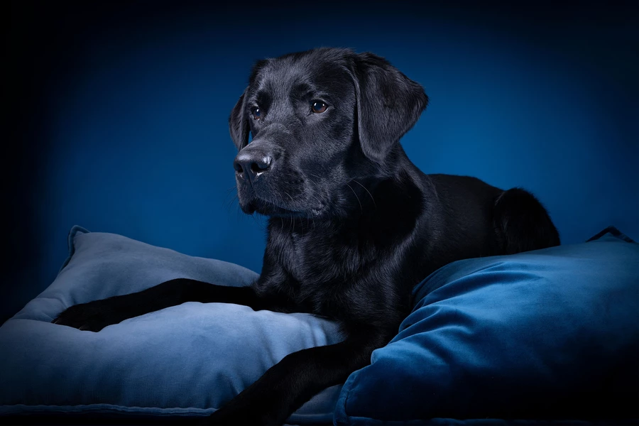 Labrador negro