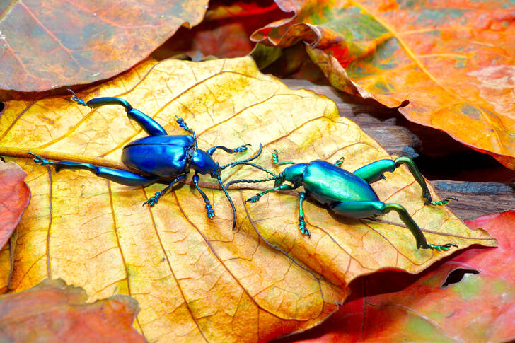 Beetles on autumn leaves
