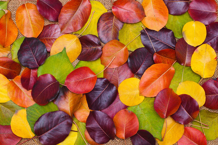 Красочные осенние листья