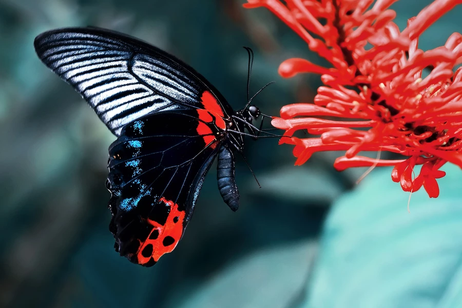 Czarny motyl na kwiatku