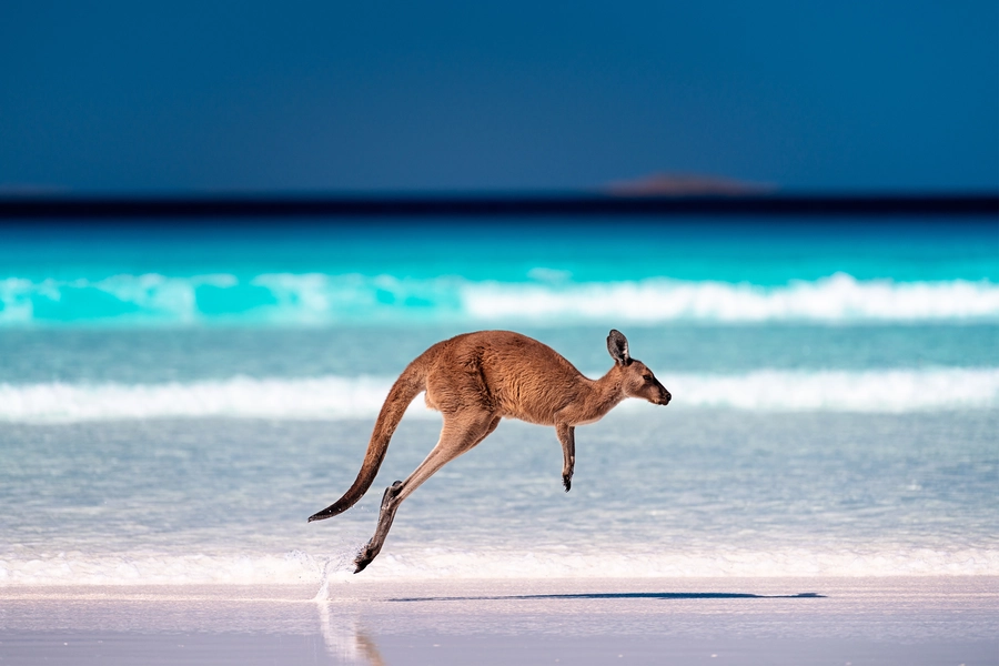 Kangourou sur la plage