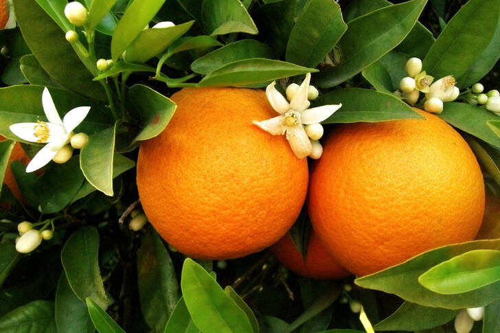 Apelsiner på trädet