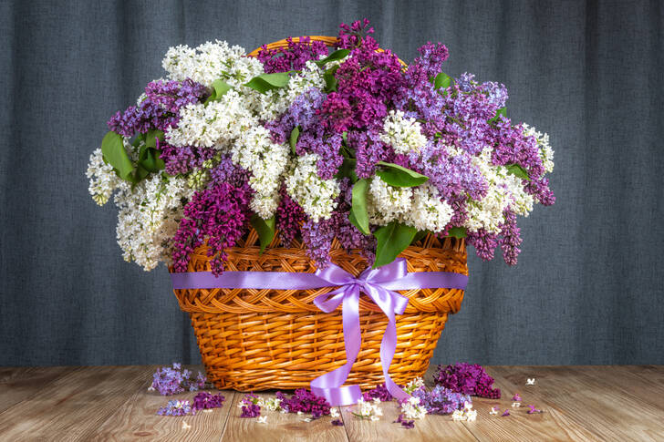 Lilacs in a basket on the table
