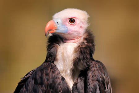 Avvoltoio africano dalla gola bianca