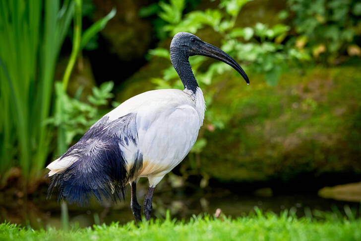 Crnoglavi ibis