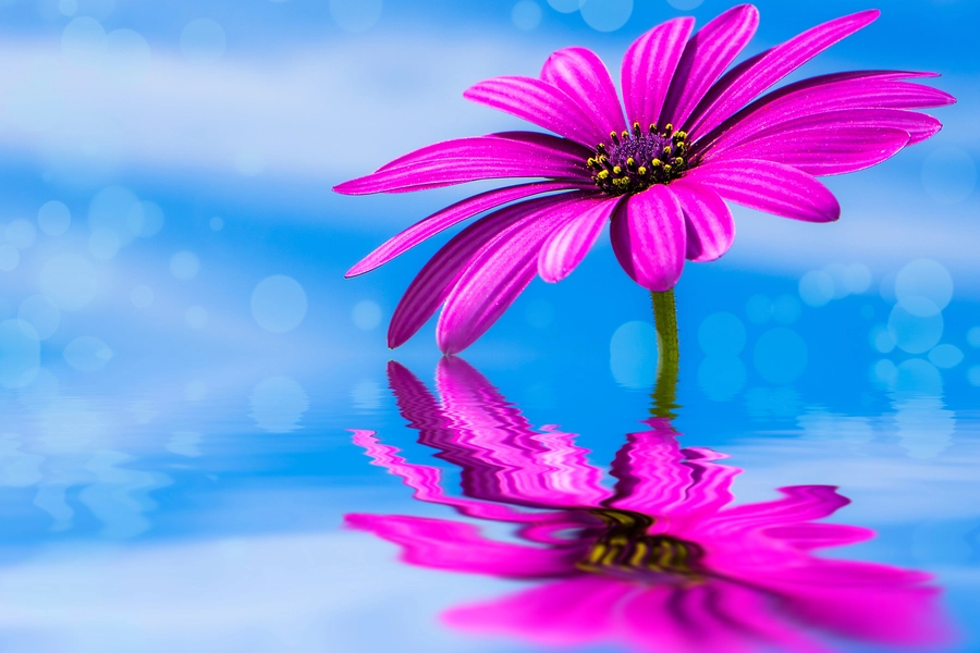 Gerbera in het water