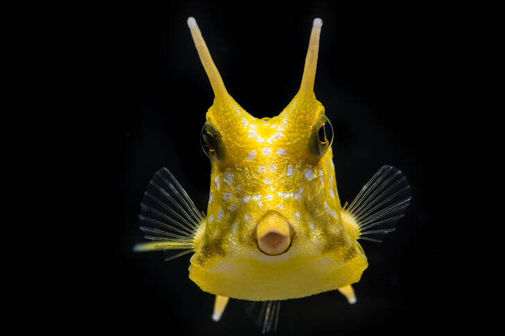 Tropical horned fish