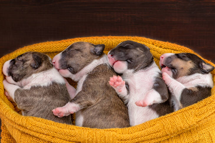 Новорожденные щенки бивер-йорка