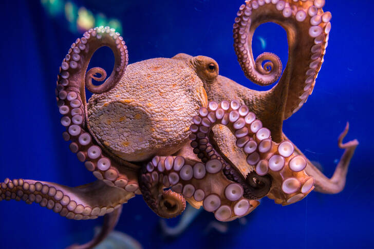 Gewöhnlicher Oktopus