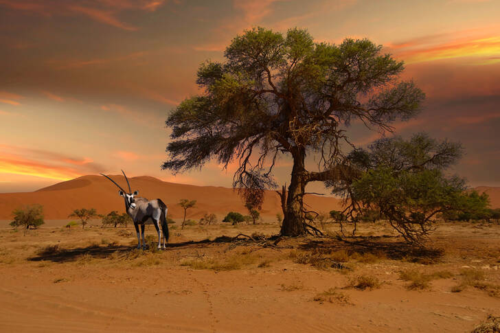 Oryx în deșertul Namib