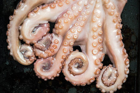 Octopus tentakels